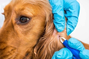 BURDUR-MERKEZ Parazit Tedavisi