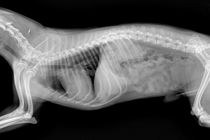 BURDUR-MERKEZ Röntgen ve Laboratuvar Testleri